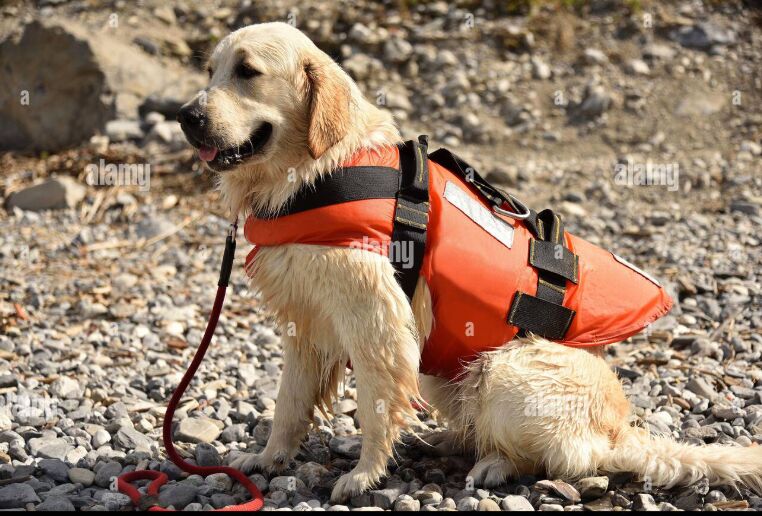 Grooming Essentials: The Ultimate Guide image